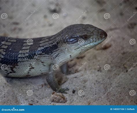 A Blue Tongue Lizard Stock Photo Image Of Lizard Monitor 140337104