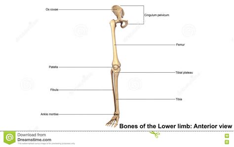 Anterior Muscles Of The Lower Limb