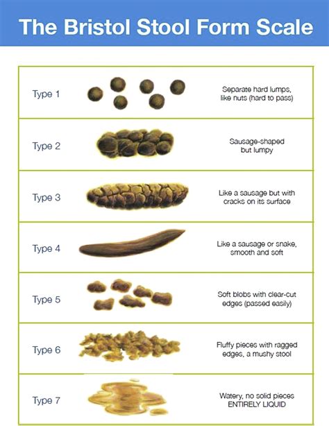 Best Ibs And Stool Shape Don T Miss Out Stoolz