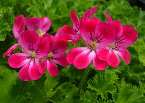 How To Grow And Use Scented Geraniums Hgtv