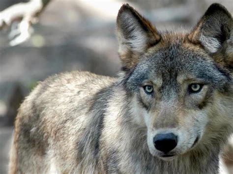 Dont Take Away Gray Wolves Protection Under Endangered Species Act
