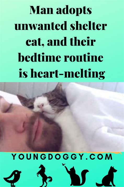 Man Adopts Unwanted Shelter Cat And Their Bedtime Routine Is Heart Melting Cat Shelter Cat