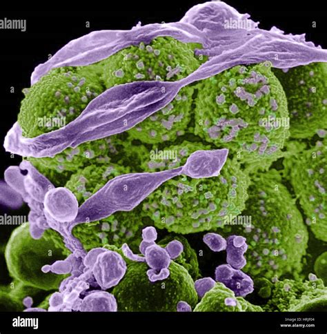 Staphylococcus Aureus Bacteria Mrsa Sem Stock Photo Alamy