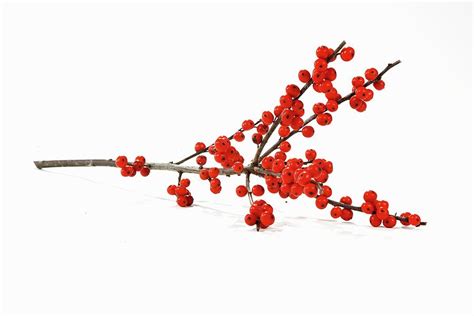 Sprig Of Red Winter Berries Photograph By Selbermachen Media Chris