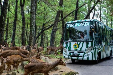 Taman Safari Indonesia Ii Prigen All You Need To Know Before You Go