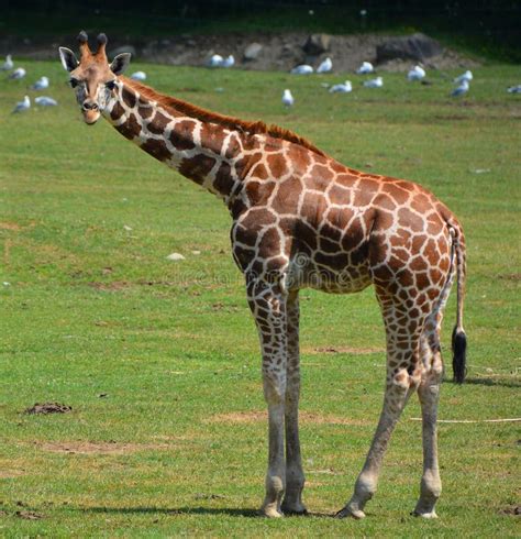 The Giraffe Close Up Stock Image Image Of Giraffe Head 155537225