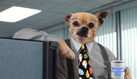 Psbattle Dog Making A Face And Wearing A Tie Rphotoshopbattles