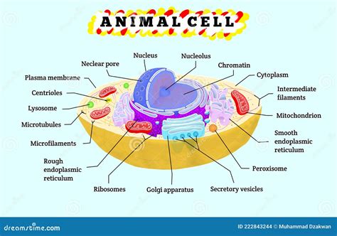 Anatomy Of Animal Cell Stock Illustration Illustration Of Lysosome