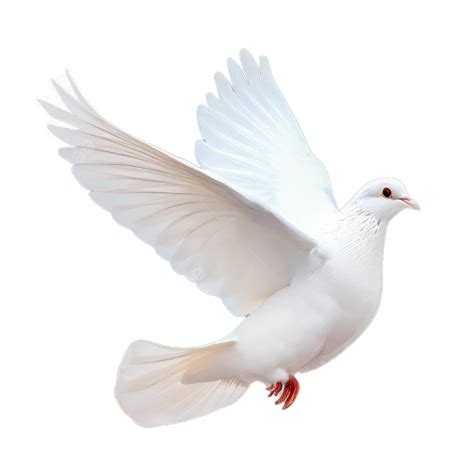 Dove Flying On White Background Dove Fly Peace Dove Png Transparent