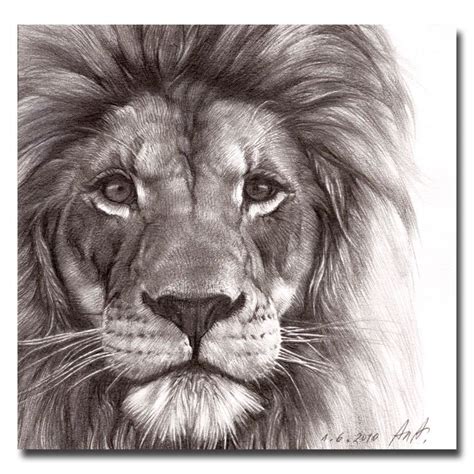 Realistic Lion Drawing At Getdrawings Free Download