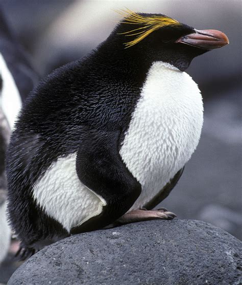 Macaroni Penguins Australian Antarctic Program