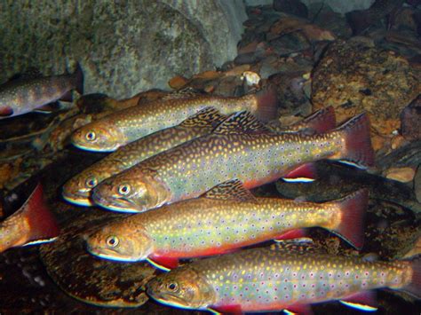 Eastern Brook Trout Us Geological Survey