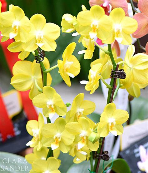 Phalaenopsis Sogo Orchid Flowers