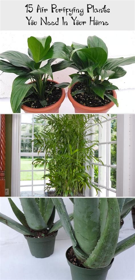 The Best Air Purifying Plants That Are Super Low Maintenance And Hard