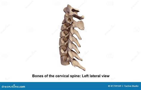 Cervical Spine Left Lateral View Stock Image 81729169