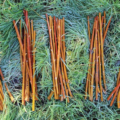 Willow Cuttings Wild Rose Basketry