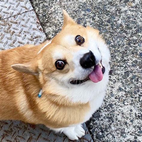 This Corgi Is A Meme King Whose Many Faces Express How 2020 Has Gone So Far