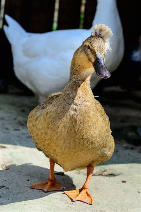Bird Duck Goose Stock Photo Image Of Farming Head Duck 71213958