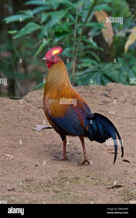 Gallus Lafayettii Ceylon Chicken Lafayette Chicken Sri Lankan