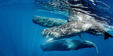 Sperm Whale National Wildlife Federation