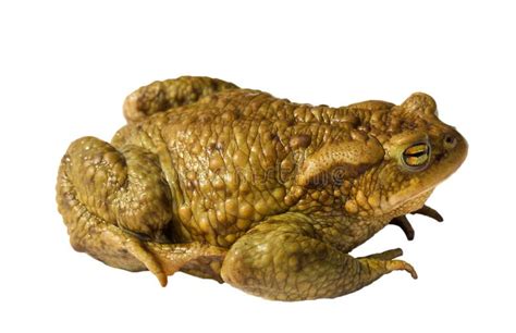 Big Frog Stock Photo Image Of Animal Life Frog Background 26612124