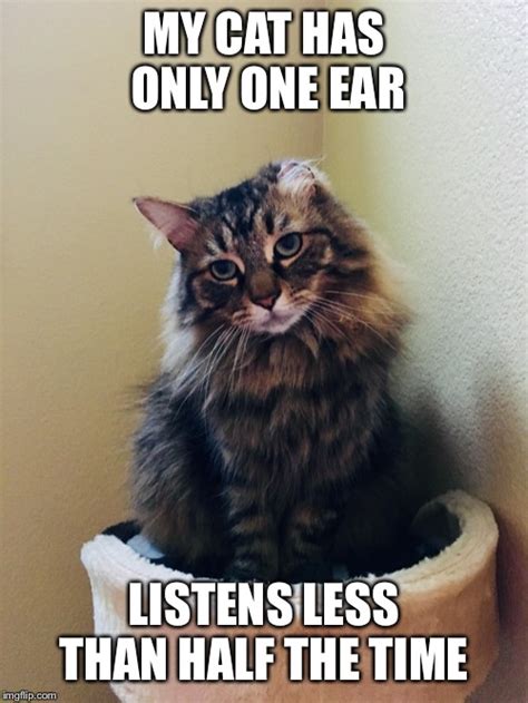 One Eared Cat Wont Listen Imgflip