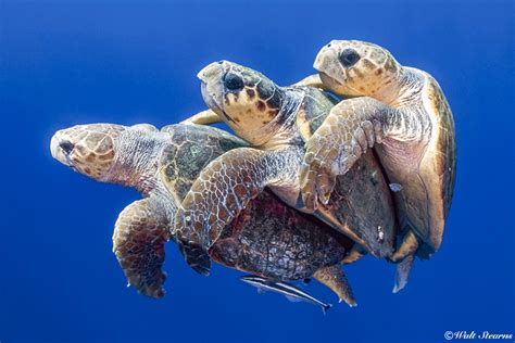Atlantic Oceans 5 Species Of Sea Turtles Palm Beach County Dive