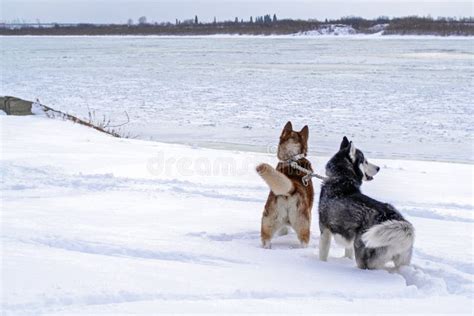 Two Dogs Husky In Deep Snow On The Banks Winter River Siberian Huskies