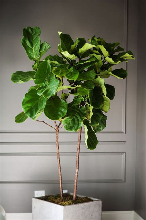 Fiddle Leaf Fig Best Indoor Trees Tall Indoor Plants Indoor Plants