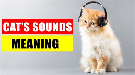 8 Sounds Cats Make And Their Meanings Understand Your Cat Better