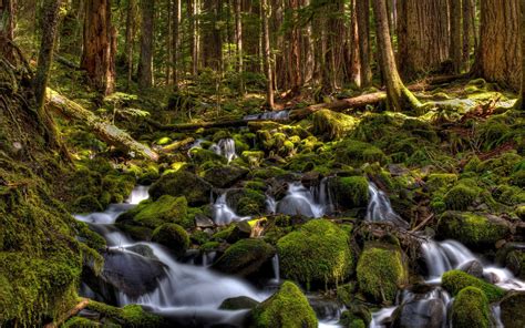 Sol Duc River River In Washington Olympic National Park Usa Mountain