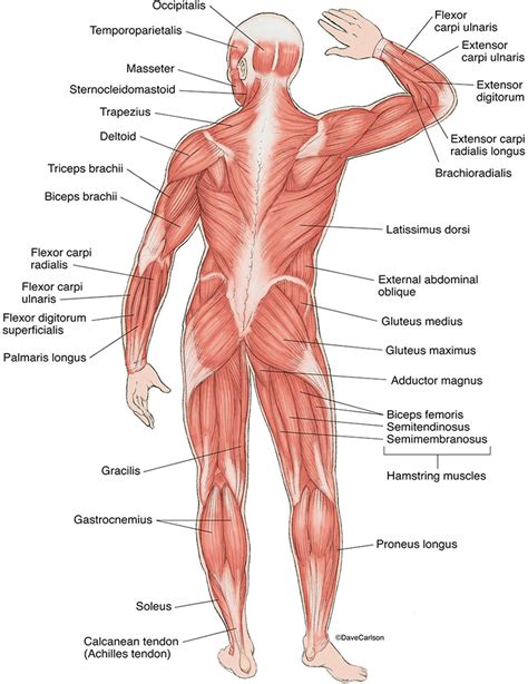 Muscles Of The Human Body Superficial Posterior View Human Body My