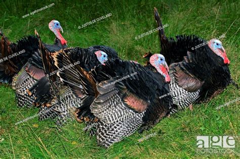 Turkeys Common Turkeys Mating Turkey Cocks Courtship Male Meleagris Gallopavo Stock