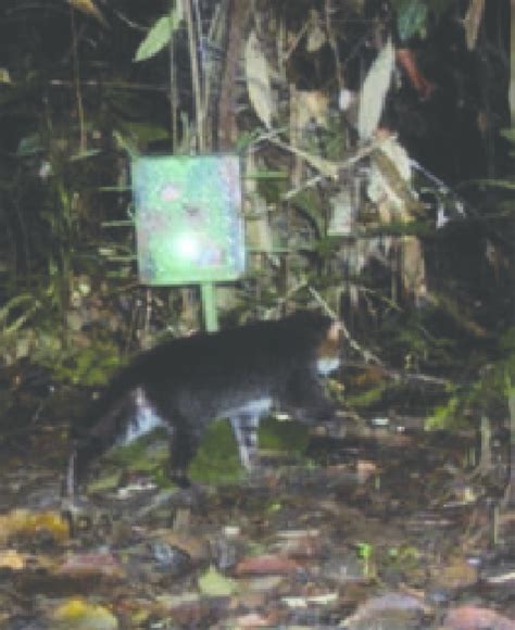 And on the other hand, sad truth about its endangered status and how greedy humans are. Flat-headed cat (Photo J. Ross and A. J. Hearn ...