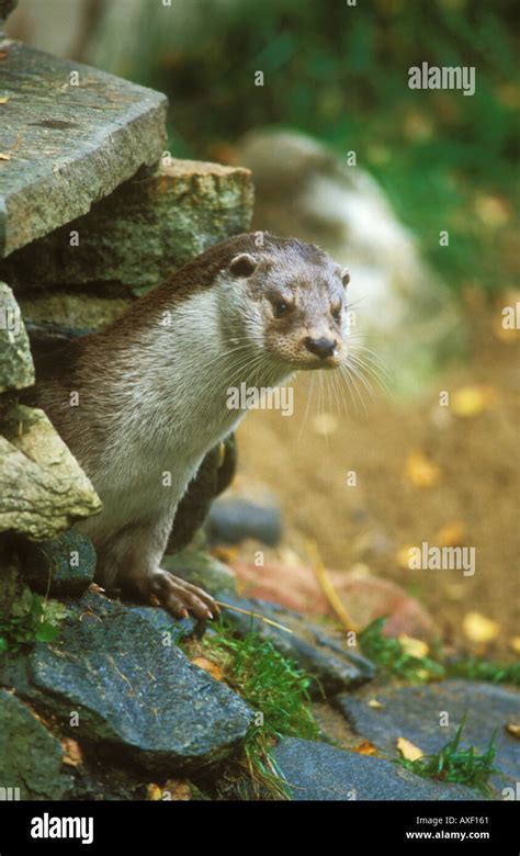 Otter Emerging From Holt Stock Photo Alamy