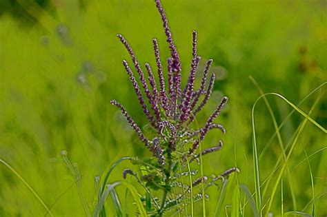 Iowa Tall Grass Prairie Native Plants