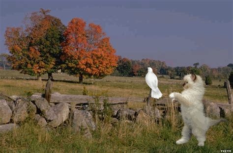 C'est le même fond que j'ai pris pour faire la bannière du blog, j'ai remplacé le chemin par une rivière. GIF FOND D ÉCRAN ANIMÉ AUTOMNE - creationsy