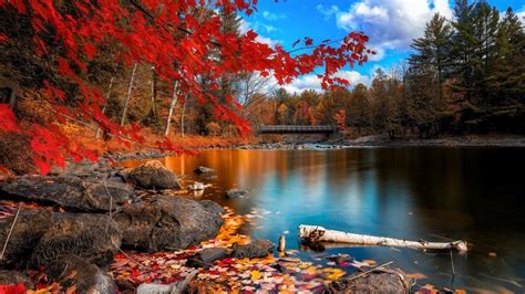 Fall Foliage Hd Nature 4k Wallpapers Images