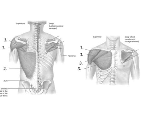Back And Chest Muscle Diagram Quiz