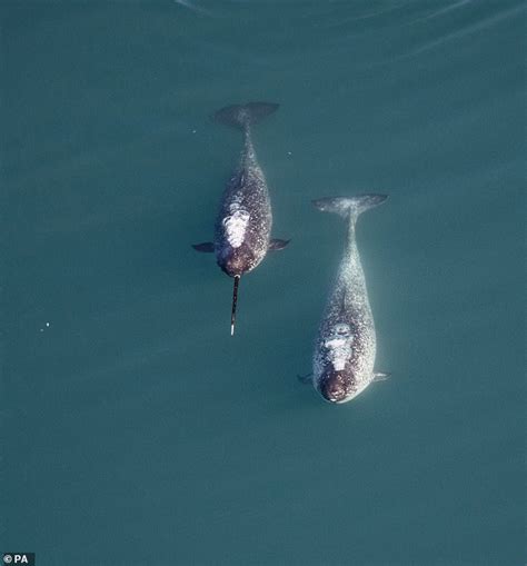 Size Matters Female Narwhals Are Attracted To Males With Big Tusks