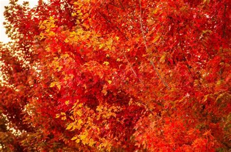 Red Fall Trees Closeup Fall Foliage Stock Image Colourbox