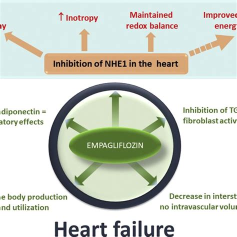 Empagliflozin And Heart Failure Download Scientific Diagram