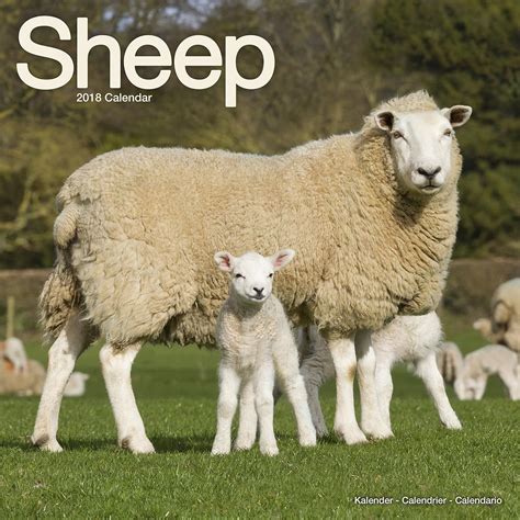 Amazon Sheep Calendar 2018 Avonside Publishing Ltd 輸入版カレンダー