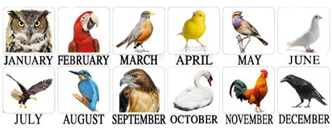 Find Out What Your Birth Month Bird Reveals About You Stay Wild Moon