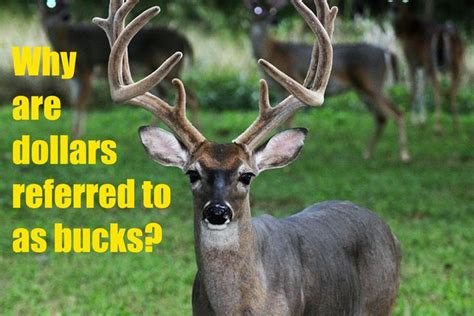 Why Are Dollars Referred To As Bucks Animals Deer Buck Deer