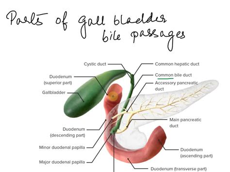Solved Correctly Label The Following Parts Of The Gallbladder And Bile