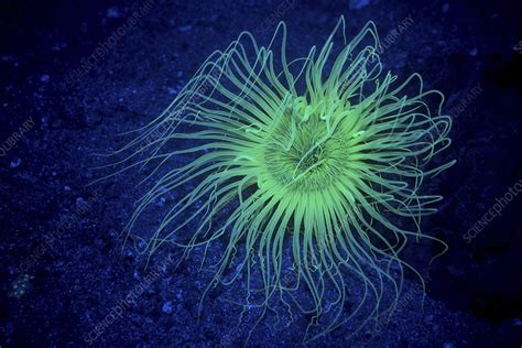 Tube Dwelling Anemone Fluorescing Underwater Stock Image C0390033