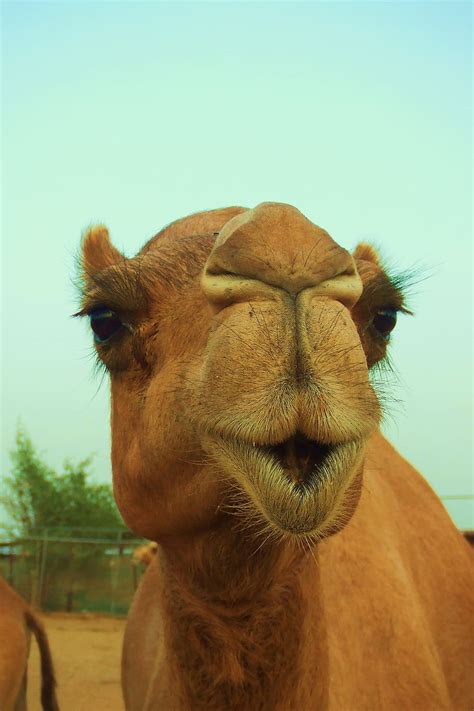 Animal Mamífero Naturaleza Camello Fauna Silvestre Dubai Desierto