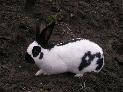 Checkered Giant Rabbit: Facts, Temperament, and Care, with Pictures