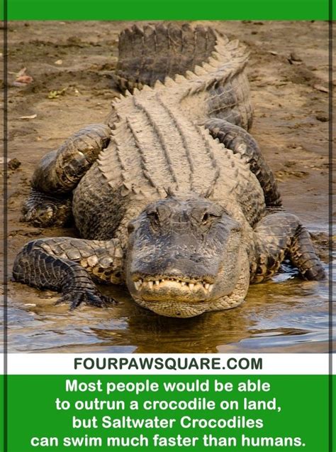 Crocodile And Alligator Facts In 2020 Crocodile Facts For Kids